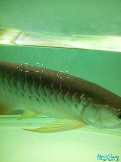龍魚蹭缸時應該怎么做？，關于龍魚蹭缸的問題