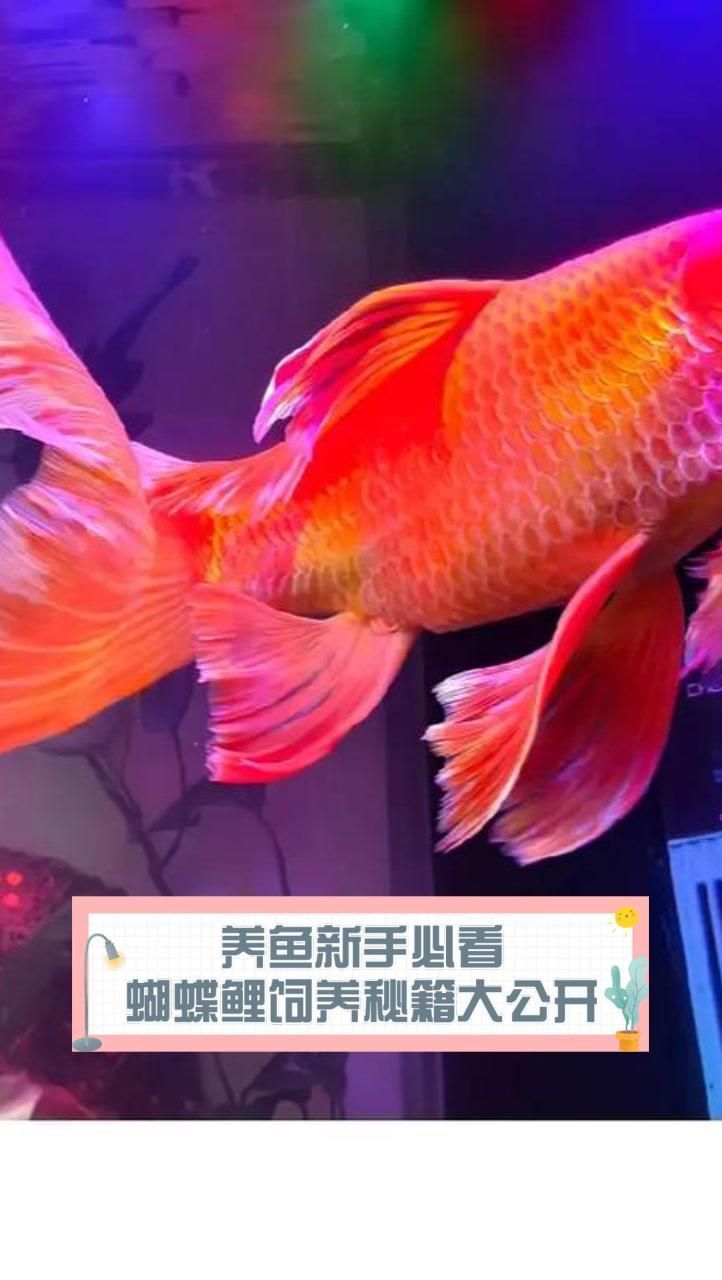 蝴蝶鯉和龍魚哪個更適合新手，蝴蝶鯉和龍魚哪個更互動，