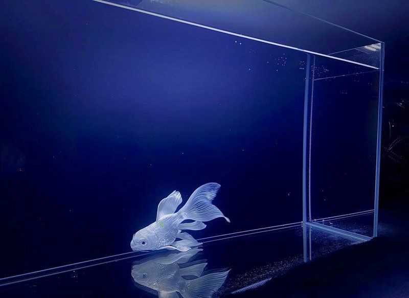 蝴蝶鯉和龍魚哪個更適合新手，蝴蝶鯉和龍魚哪個更互動，