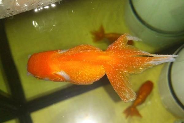 黃金貓魚有哪些常見疾病？，黃金貓魚有哪些常見疾病用戶要求詳解黃金貓魚常見疾病