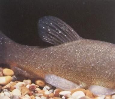 黃金貓魚有哪些常見疾病？，黃金貓魚有哪些常見疾病用戶要求詳解黃金貓魚常見疾病
