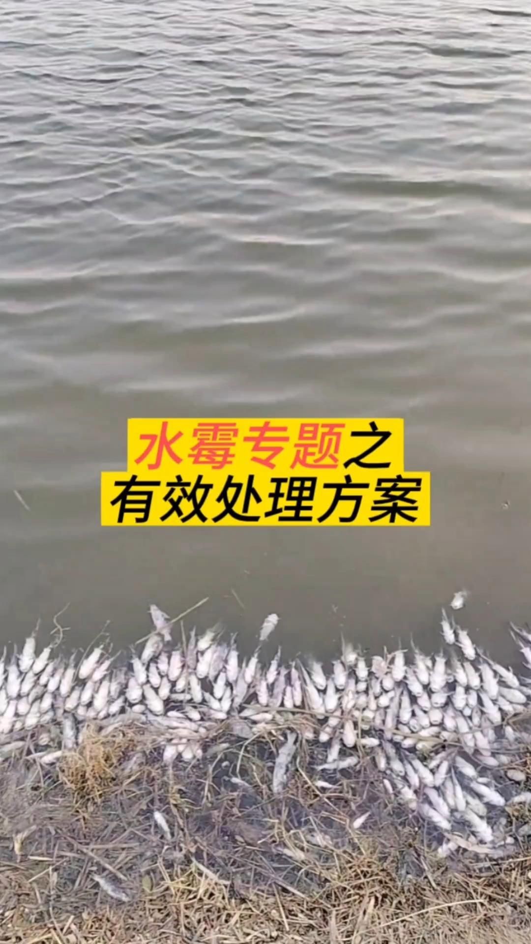 龍魚水霉立鱗病能治愈嗎？