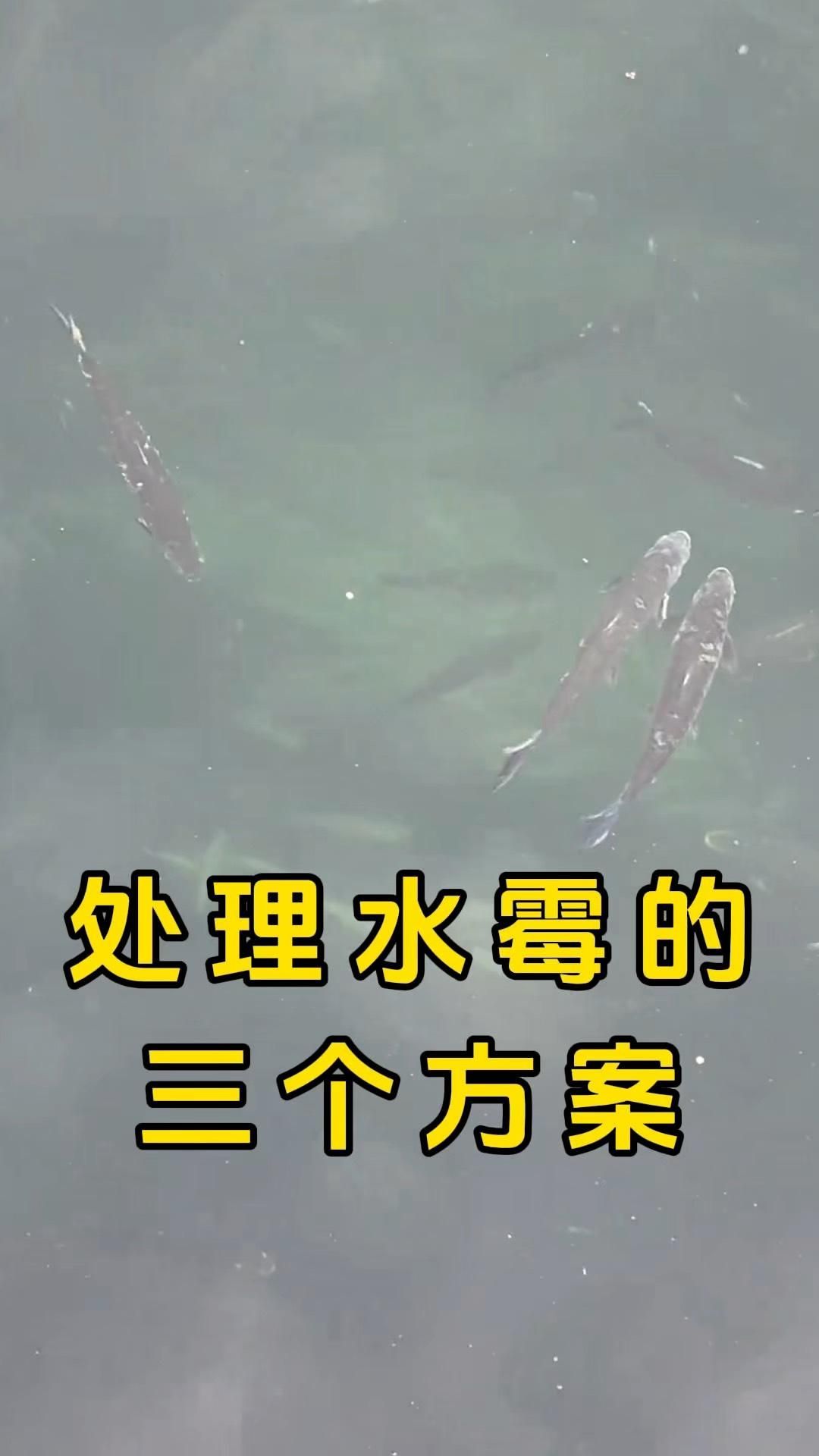 龍魚水霉立鱗病能治愈嗎？