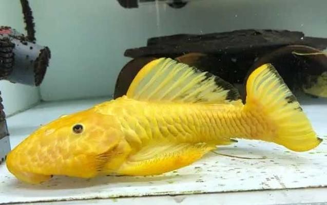 如何辨別黃金貓魚的品質？，如何辨別黃金貓魚