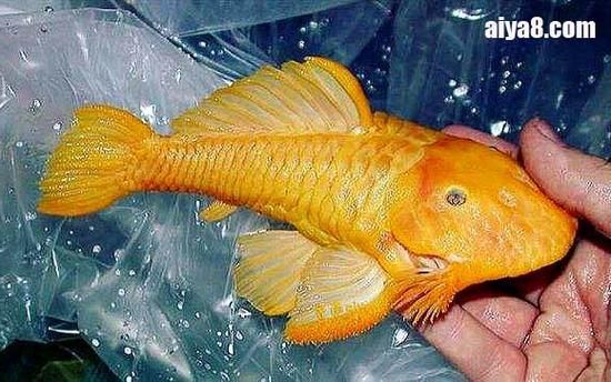 如何辨別黃金貓魚的品質？，如何辨別黃金貓魚