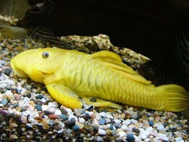 如何辨別黃金貓魚的品質？，如何辨別黃金貓魚