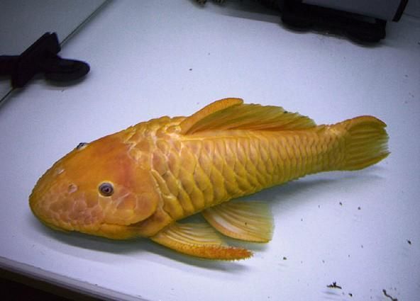 如何辨別黃金貓魚的品質？，如何辨別黃金貓魚
