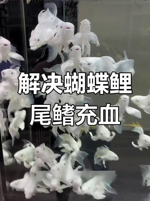 如何判斷魚鰭充血的嚴重程度，如何判斷魚鰭充血