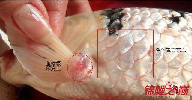 如何判斷魚鰭充血的嚴重程度，如何判斷魚鰭充血