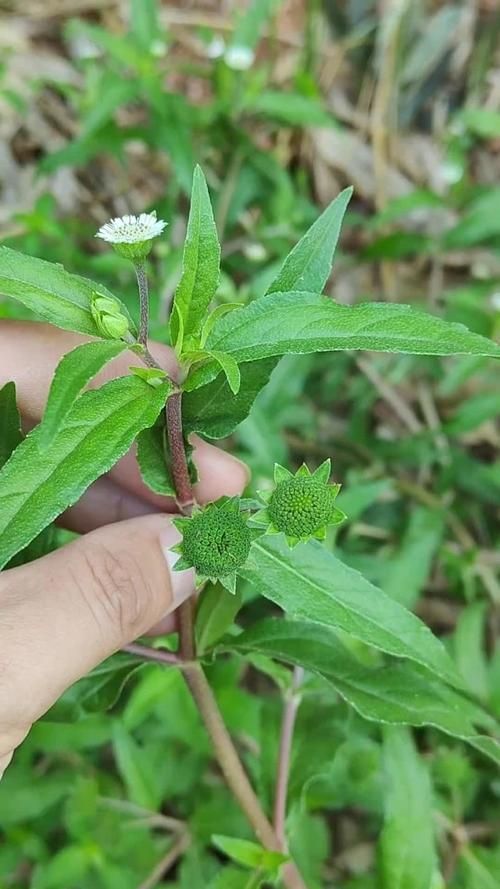 有哪些天然方法可以預防魚紅點，天然方法可以預防魚紅點