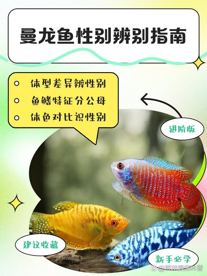如何區分黃曼龍魚的公母，如何區分黃曼龍魚公母