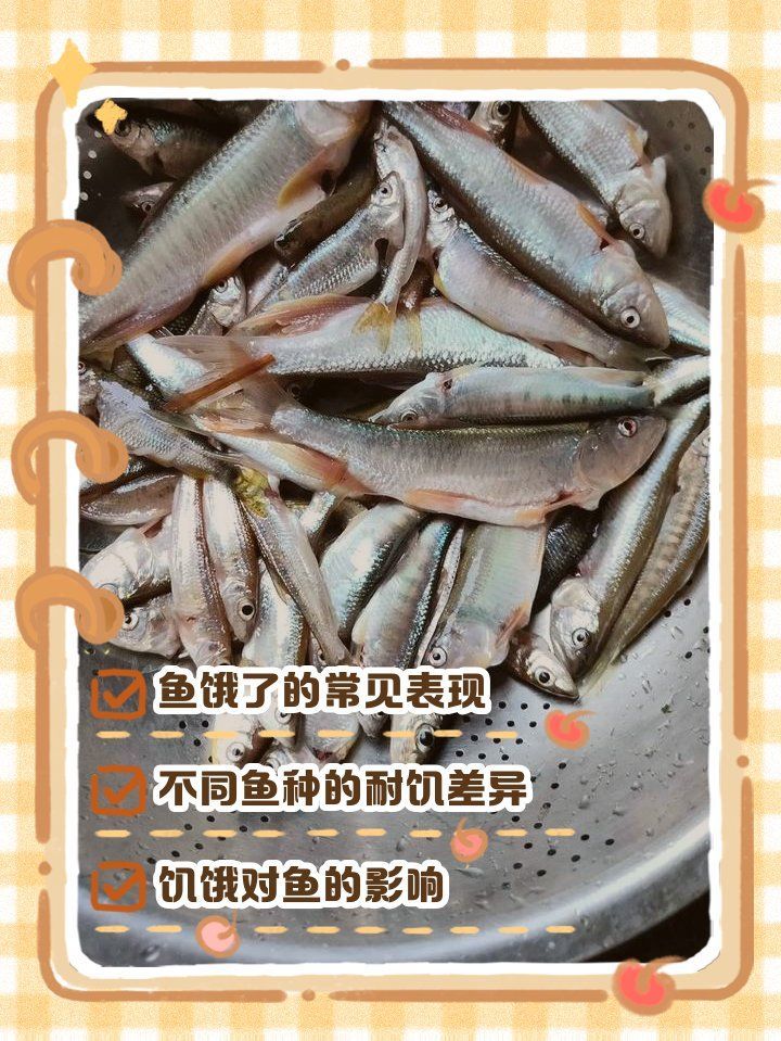 如何判斷魚(yú)是否還有攝食能力，判斷魚(yú)是否還有攝食能力是養(yǎng)魚(yú)愛(ài)好者和水族館工作人員需要面對(duì)的問(wèn)題