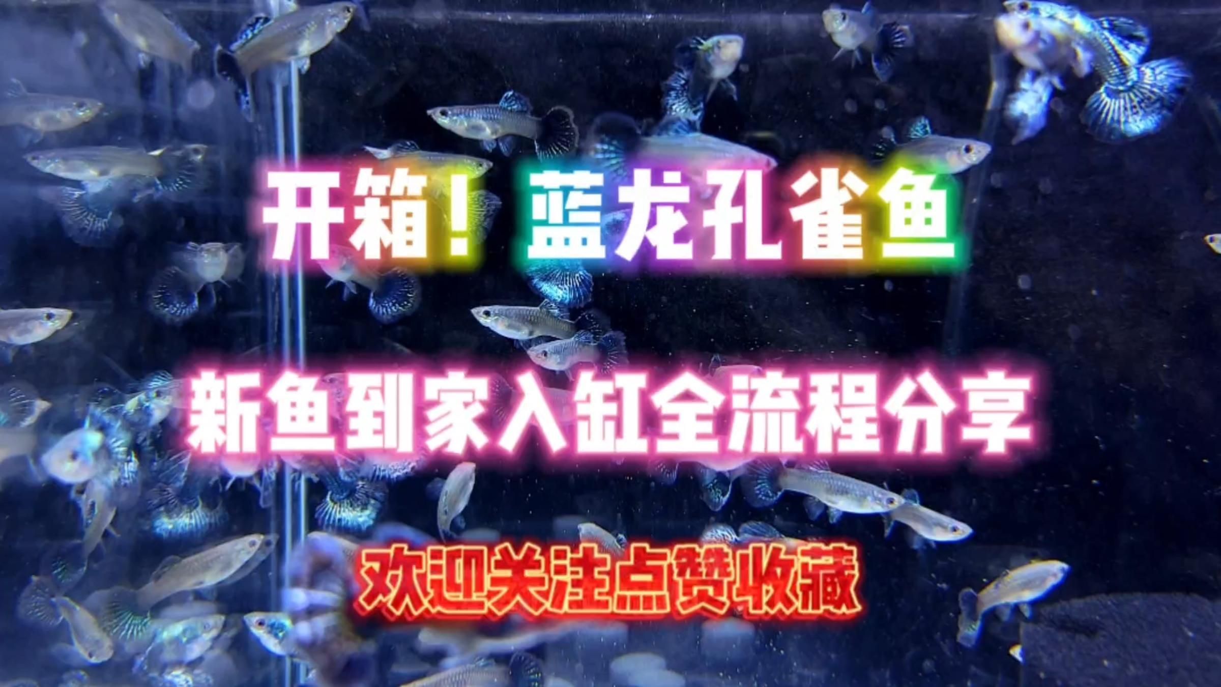 觀賞魚疾病預防措施
