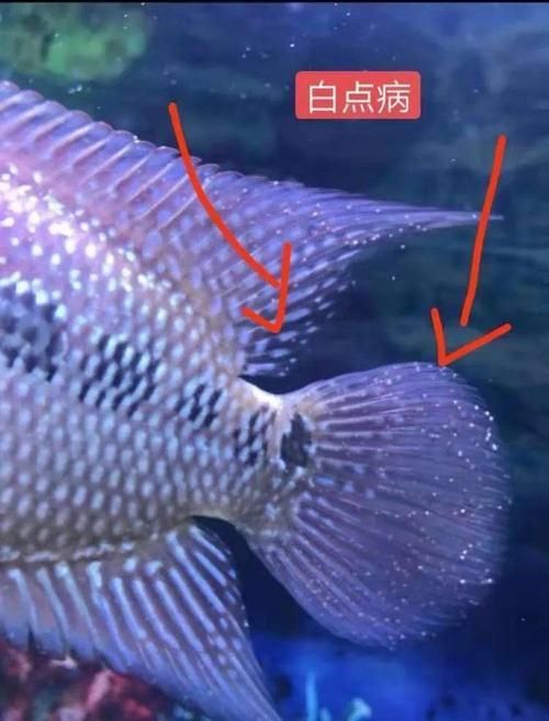 觀賞魚疾病預防措施