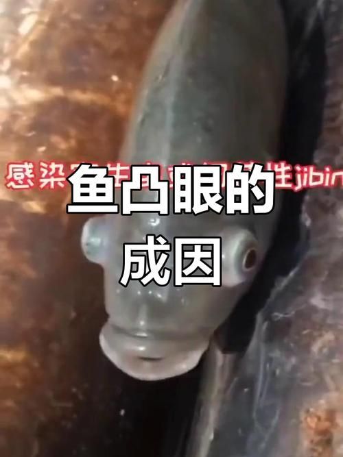如何治療魚突眼，exophthalmia治療魚突眼（arxiv論文助手）