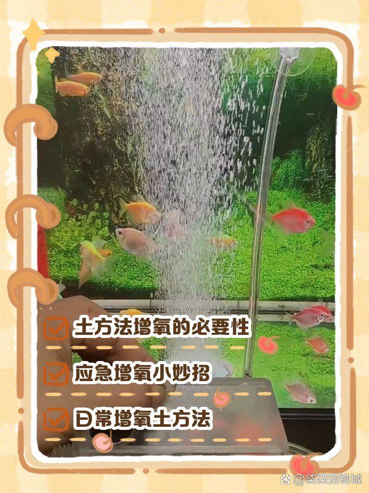 有哪些方法可以增加龍魚缸的溶氧量？，增加龍魚缸溶氧量是多少，龍魚缸溶氧量是多少