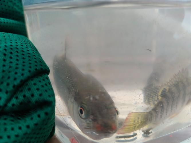 如何判斷金龍魚是否對某種水果過敏？，如何判斷金龍魚對水果過敏