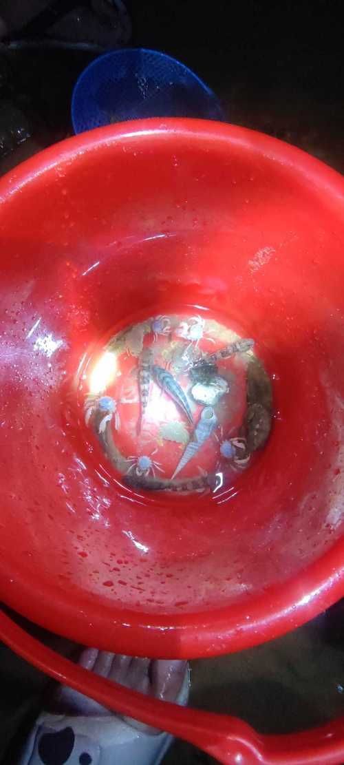 如何判斷金龍魚是否對某種水果過敏？，如何判斷金龍魚對水果過敏