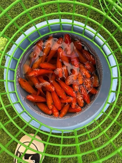 如何判斷金龍魚是否對某種水果過敏？，如何判斷金龍魚對水果過敏