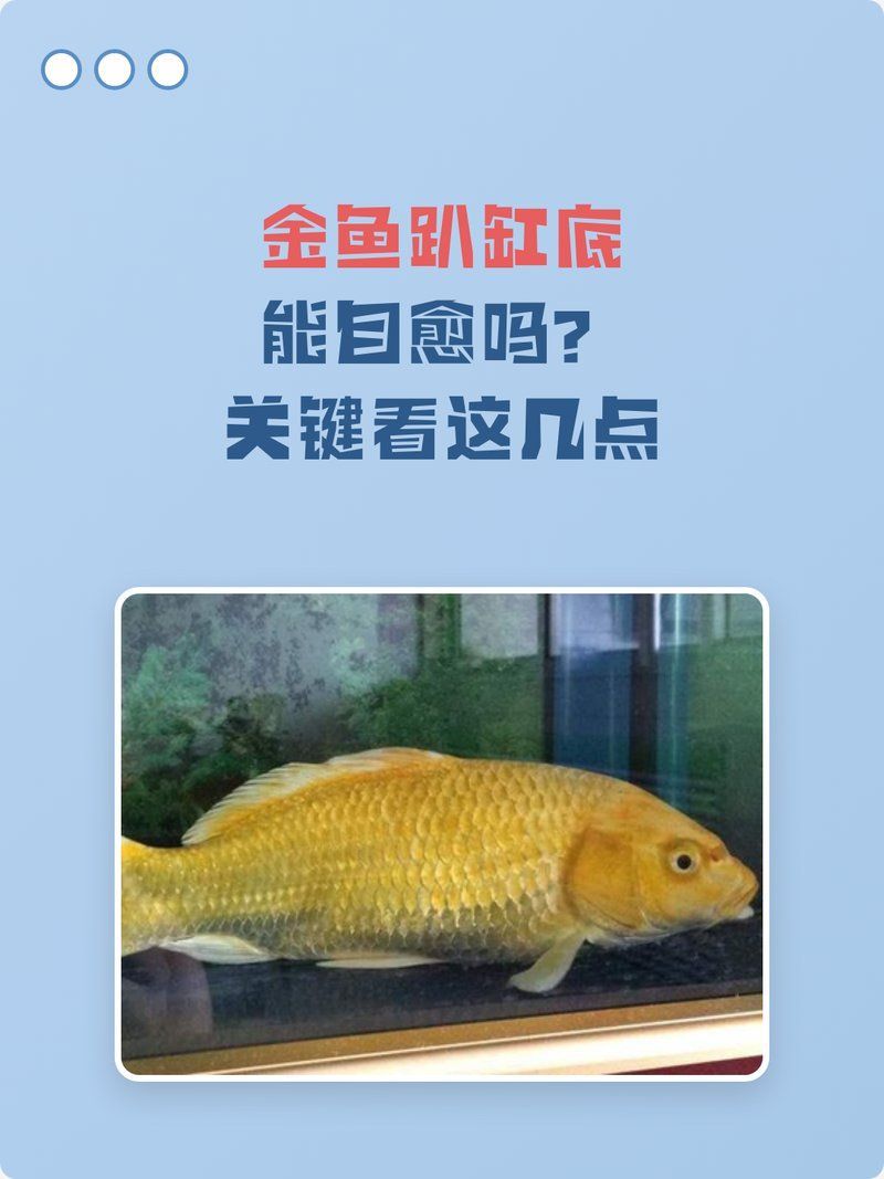 金魚趴缸底會自愈嗎，金魚趴缸底會自愈嗎,關鍵取決于具體原因