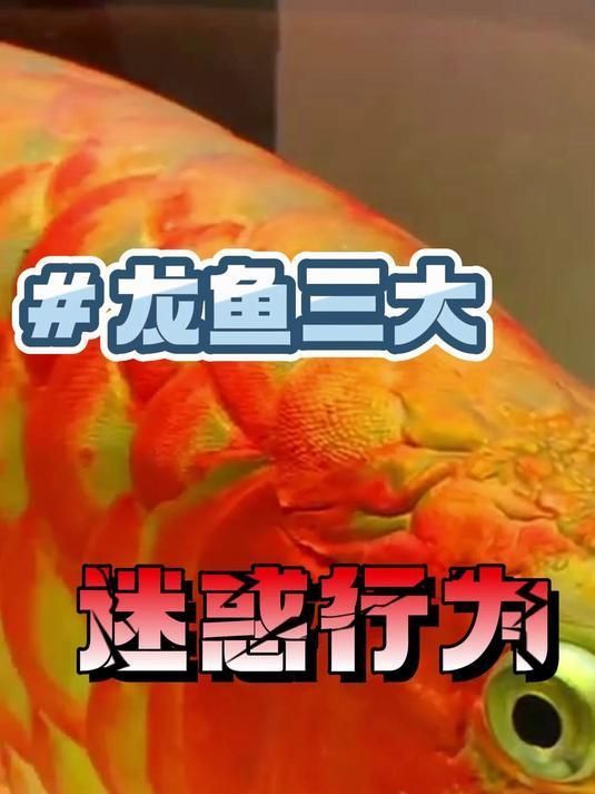 龍魚狀態不好有哪些具體表現？，龍魚狀態不好有哪些具體表現，龍魚狀態不好怎么治療