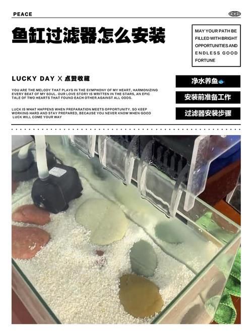 如何設置龍須貓魚的過濾系統，如何設置龍須貓魚