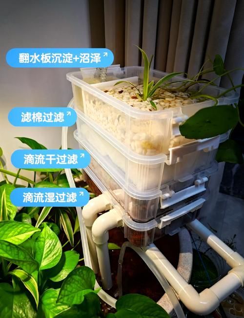 如何設置龍須貓魚的過濾系統，如何設置龍須貓魚