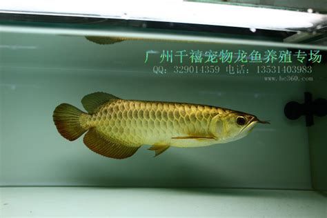 龍魚族有哪些著名的品種？，亞洲龍魚中最受歡迎的品種及其特點及其特點及其特點