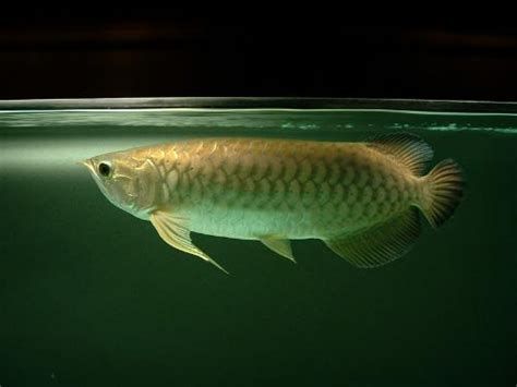 龍魚族有哪些著名的品種？，亞洲龍魚中最受歡迎的品種及其特點及其特點及其特點