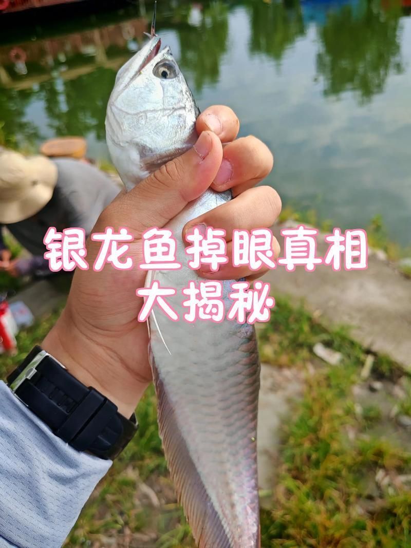 銀龍魚掉眼后多久能恢復？，銀龍魚掉眼后多久能恢復,銀龍魚掉眼真相大揭秘