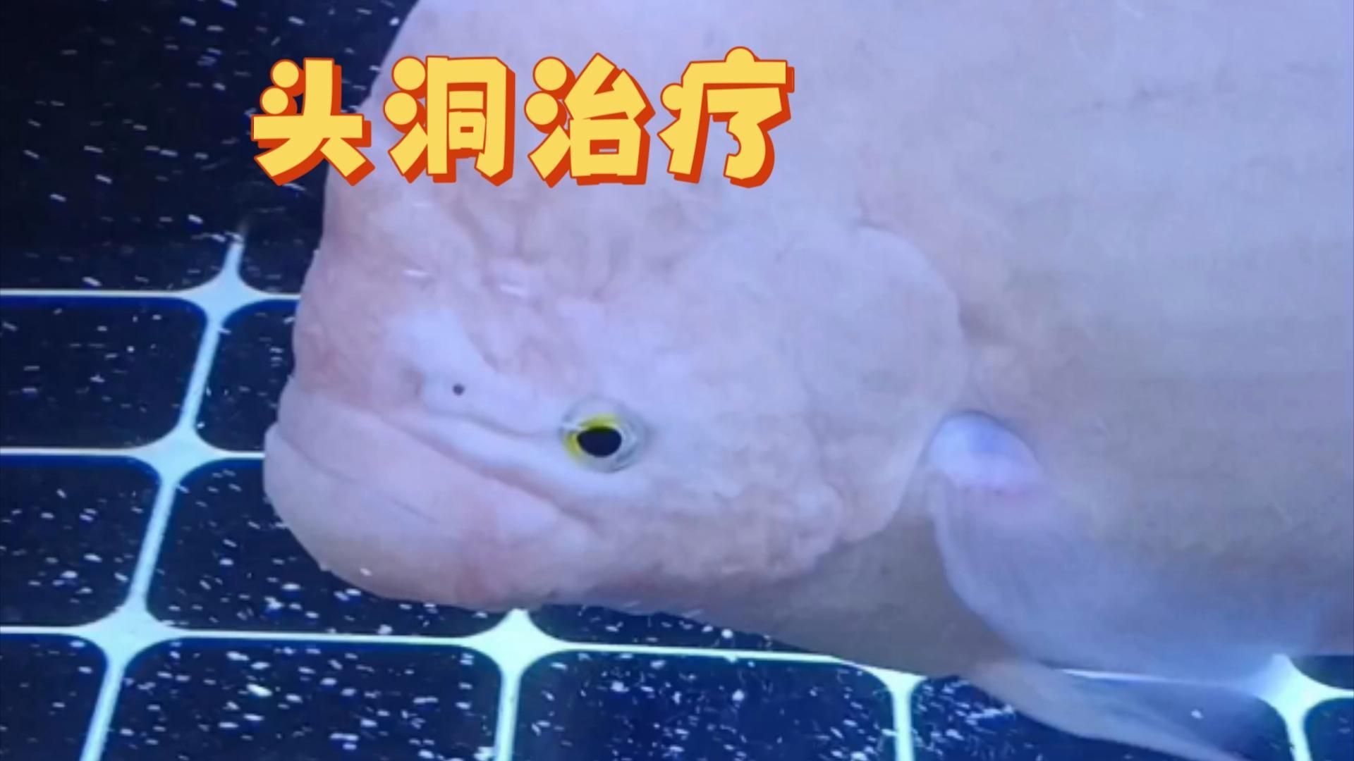 甲硝唑龍魚驅蟲經驗