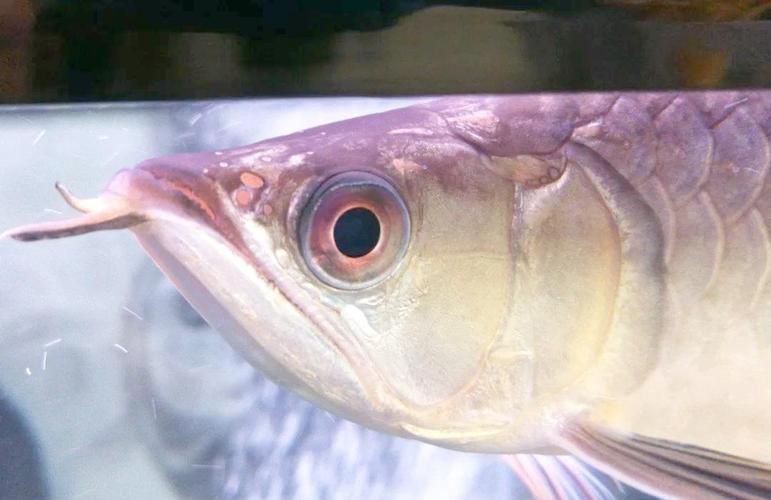甲硝唑龍魚驅蟲經驗