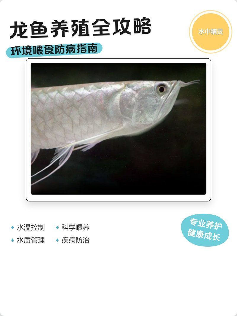 泗水龍魚的養殖技術如何？，泗水龍魚養殖技術