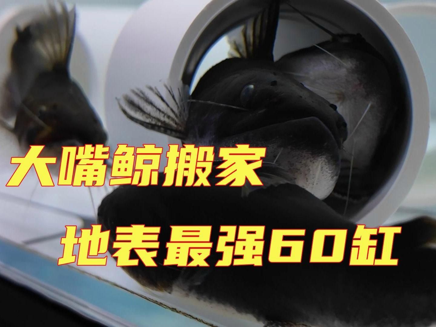 60缸養龍魚需要哪些設備，60缸養龍魚需要的設備包括魚缸、過濾器、加熱器、照明設備、裝飾物和食物和食物