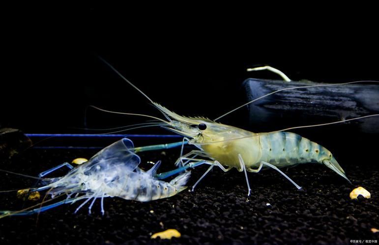 有哪些蝦類不適合龍魚食用？，哪些蝦不適合食用