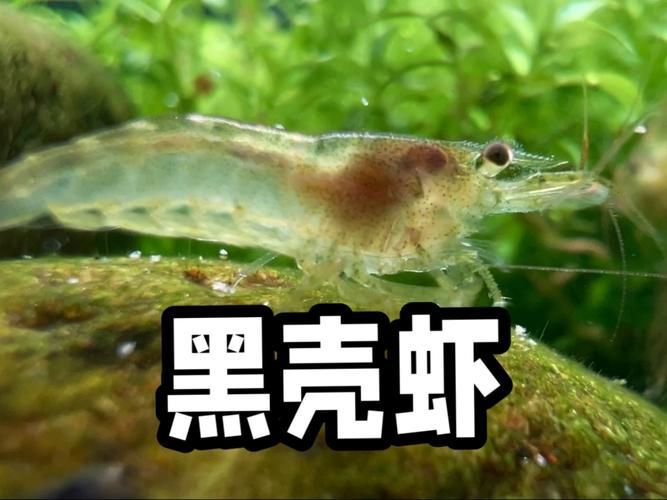 有哪些蝦類不適合龍魚食用？，哪些蝦不適合食用
