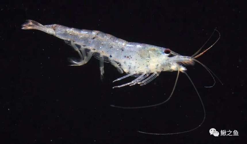 有哪些蝦類不適合龍魚食用？，哪些蝦不適合食用