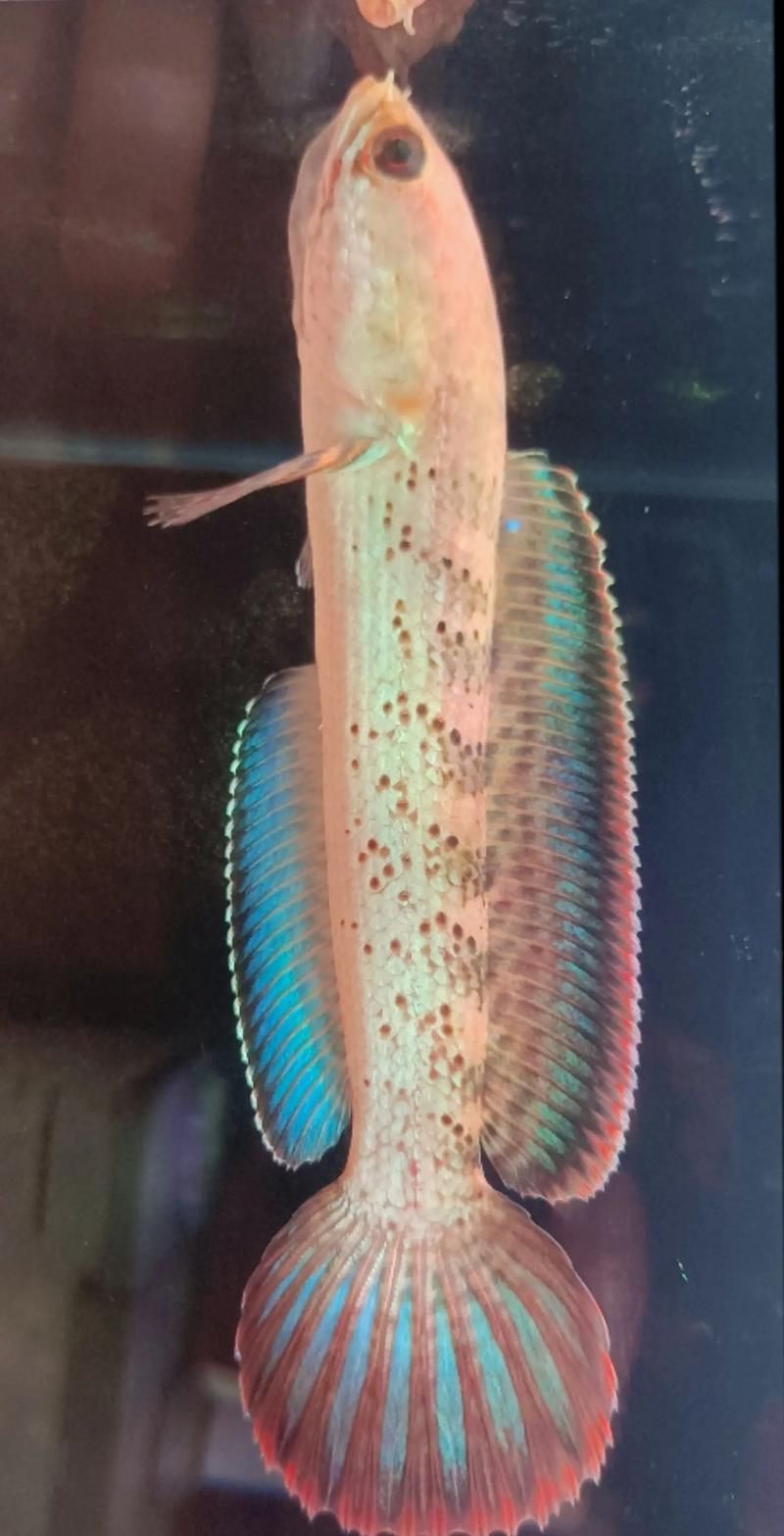 給我一些鬼王雷龍魚的健康圖片，如何判斷鬼王雷龍魚是否健康