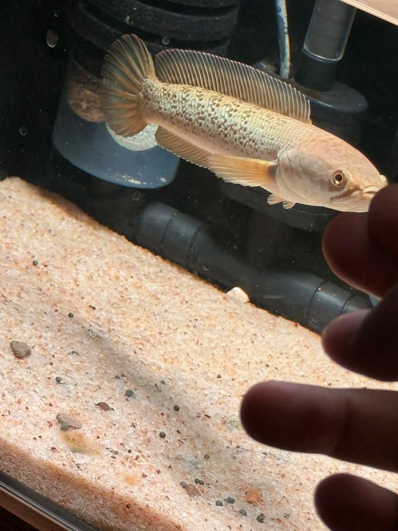 給我一些鬼王雷龍魚的健康圖片，如何判斷鬼王雷龍魚是否健康