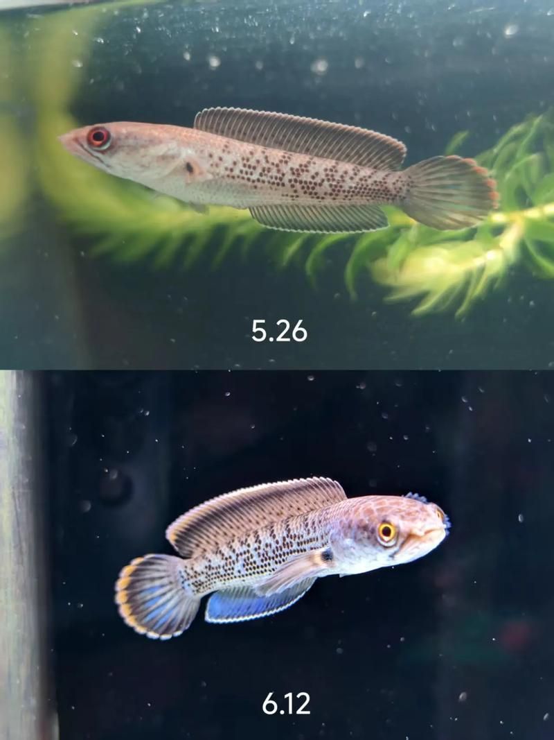 給我一些鬼王雷龍魚的健康圖片，如何判斷鬼王雷龍魚是否健康