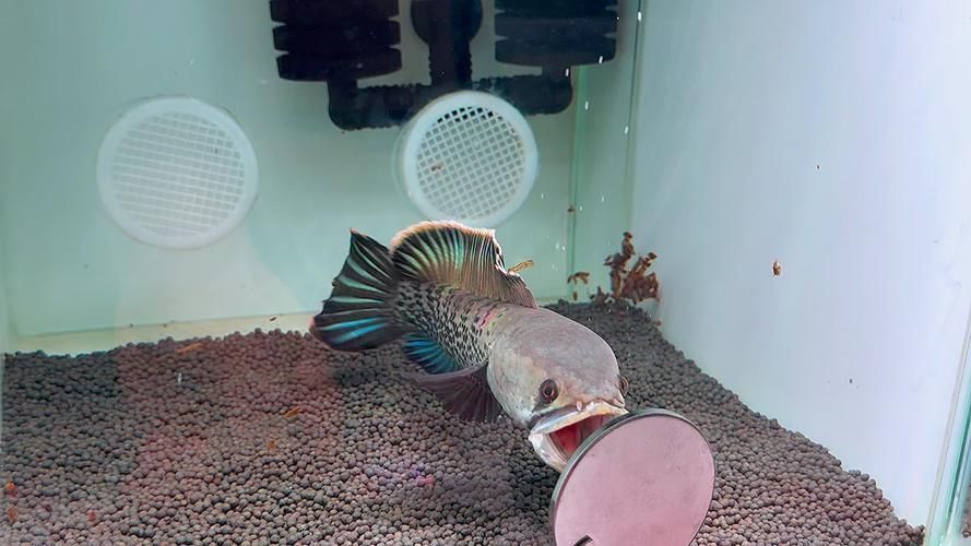 給我一些鬼王雷龍魚的健康圖片，如何判斷鬼王雷龍魚是否健康