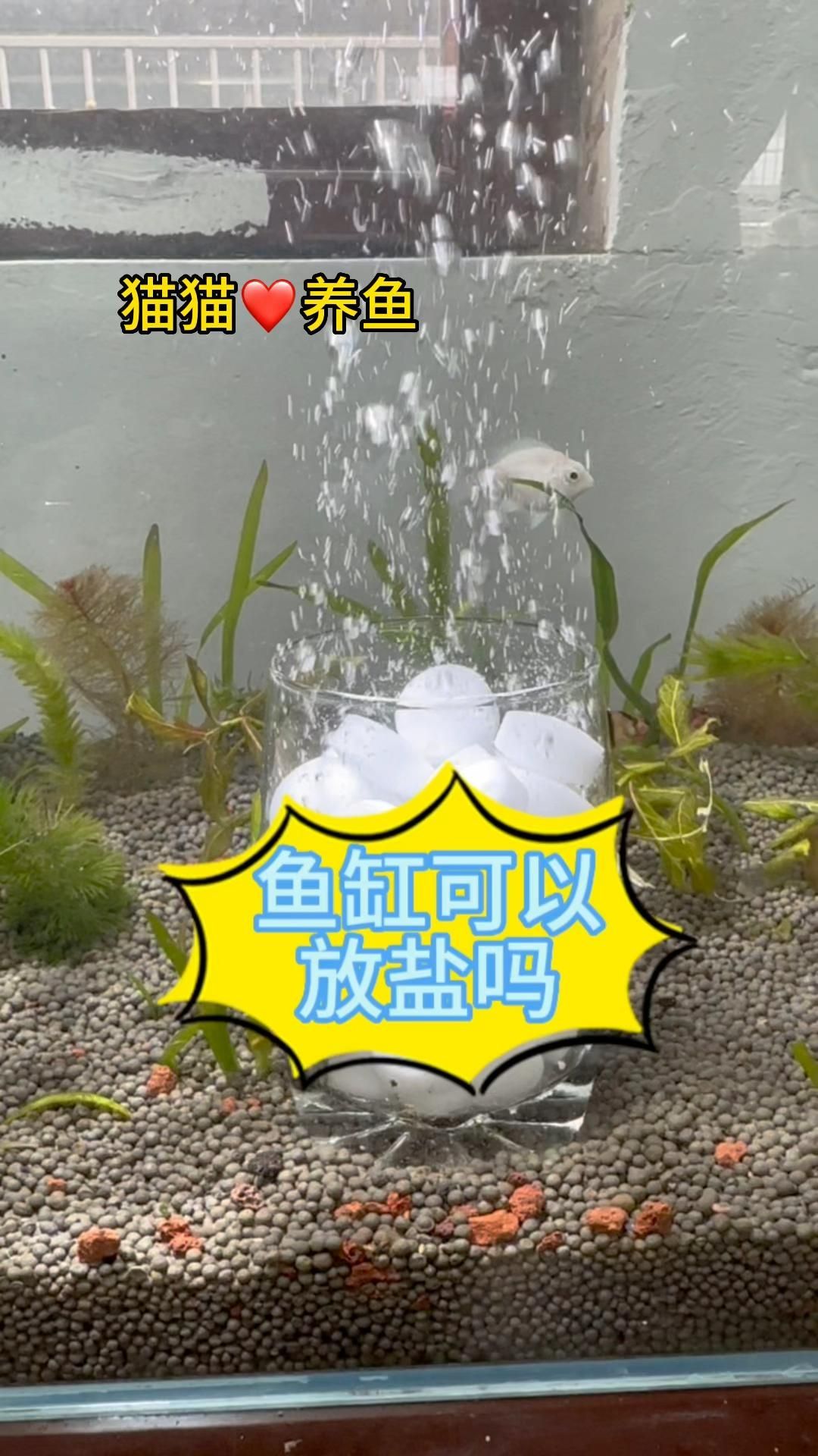 魚(yú)缸加鹽魚(yú)都上浮了，魚(yú)缸加鹽后多久換水，如何判斷魚(yú)是否缺氧？