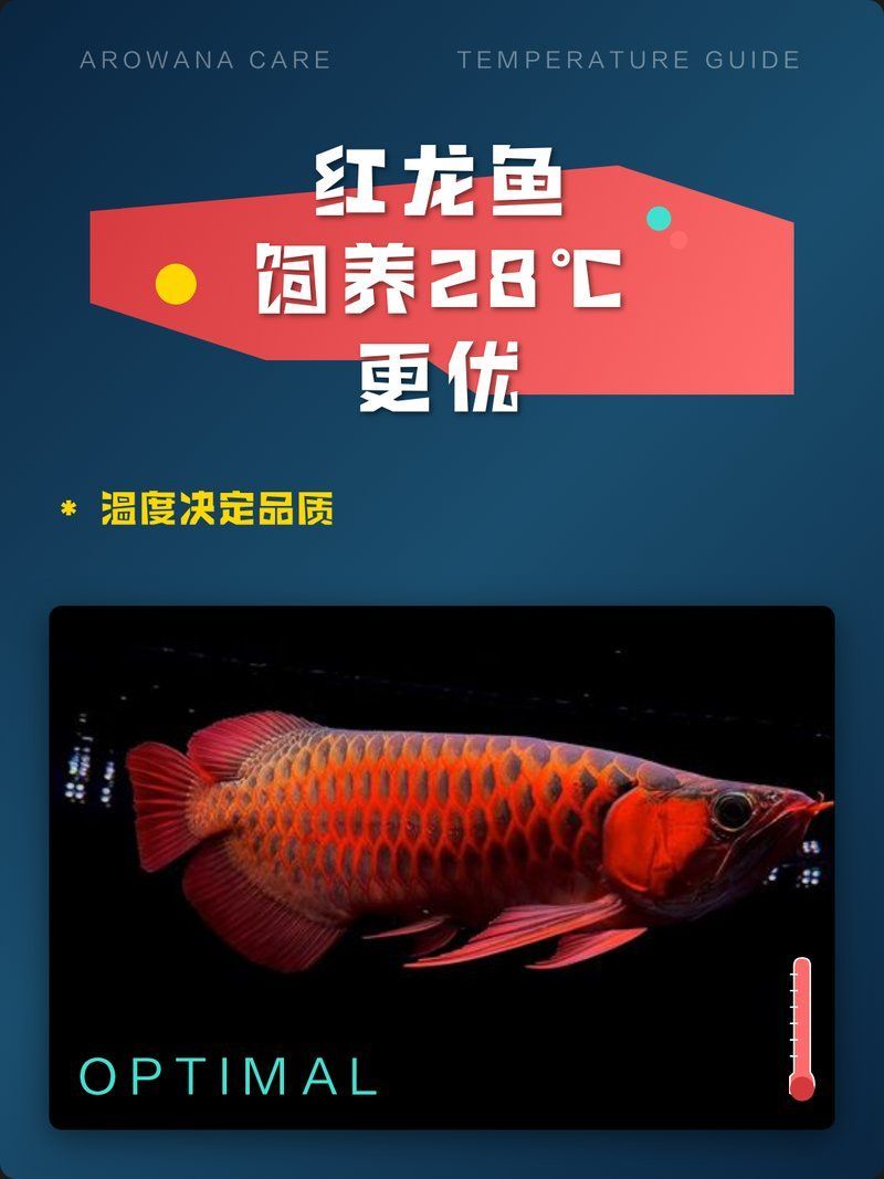 紅龍魚的最佳養殖溫度是多少，紅龍魚最佳養殖溫度是多少紅龍魚的最佳養殖溫度是多少