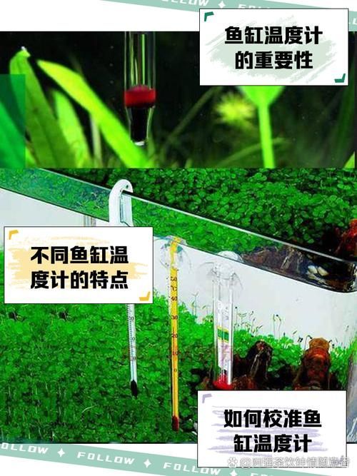 龍魚趴缸最簡單三個步驟，關于龍魚趴缸的一些建議