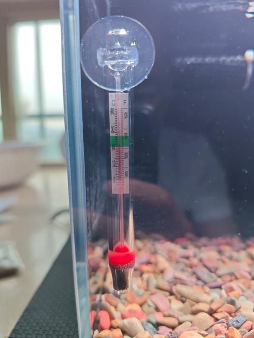 龍魚趴缸最簡單三個步驟，關于龍魚趴缸的一些建議