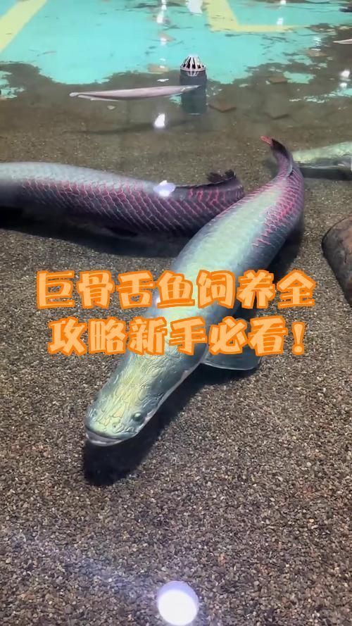 巨骨舌魚需要多大的魚缸，巨骨舌魚需要多大的魚缸，巨骨舌魚需要多久換一次水