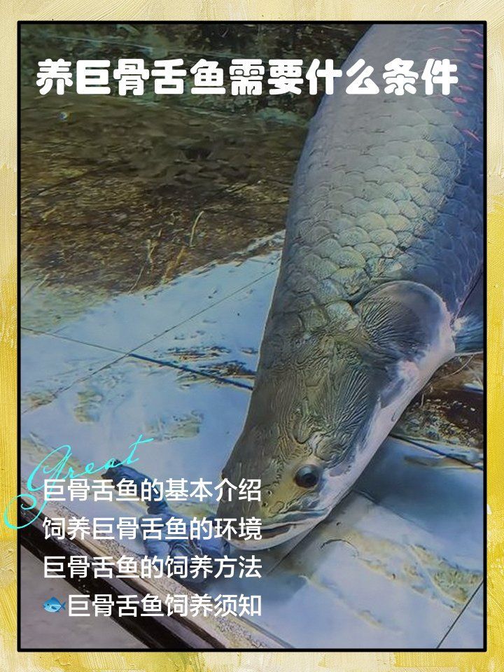 巨骨舌魚需要多大的魚缸，巨骨舌魚需要多大的魚缸，巨骨舌魚需要多久換一次水