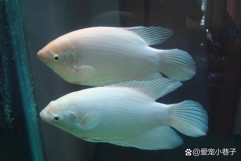 有哪些龍魚品種不適合混養，哪些龍魚品種不適合混養