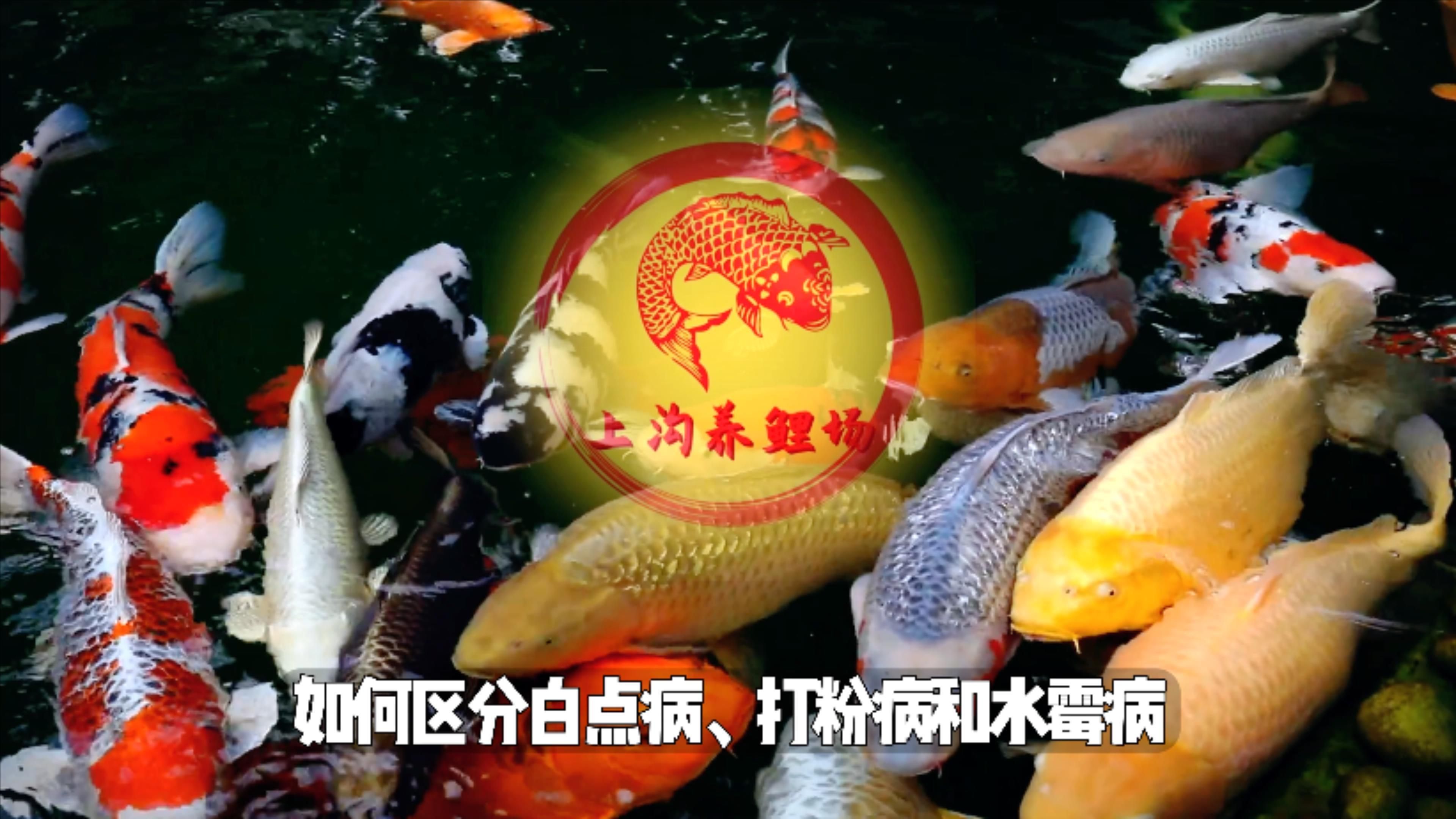 腫斑病和白點病有何區別，腫斑病和白點病是兩種常見的植物病害，它們在外觀上有何區別