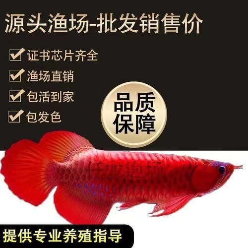 哪里可以買到便宜的龍魚？